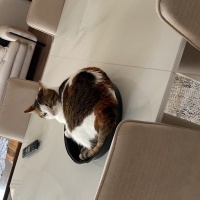 Tekir Kedi, Kedi  Bıdış fotoğrafı