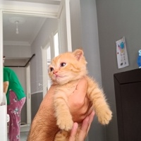 Scottish Fold, Kedi  Bal fotoğrafı