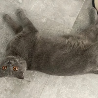 Scottish Fold, Kedi  Abbas fotoğrafı