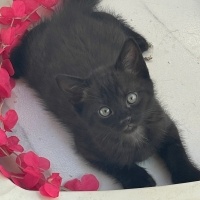 British Shorthair, Kedi  Siyah british fotoğrafı