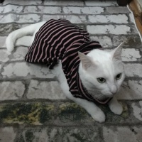 Van Kedisi, Kedi  Pamuk fotoğrafı