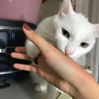 Van Kedisi, Kedi  Pamuk fotoğrafı