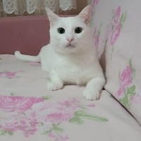 Van Kedisi, Kedi  Pamuk fotoğrafı