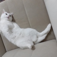 Van Kedisi, Kedi  Pamuk fotoğrafı