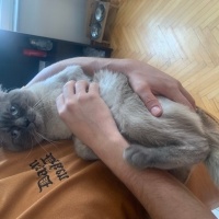 British Shorthair, Kedi  Fırfır fotoğrafı