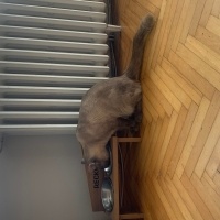 British Shorthair, Kedi  Fırfır fotoğrafı