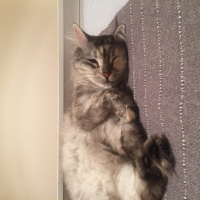 Chinchilla, Kedi  Mia fotoğrafı