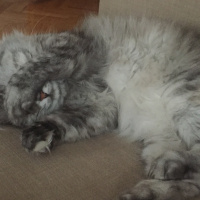 Chinchilla, Kedi  Mia fotoğrafı