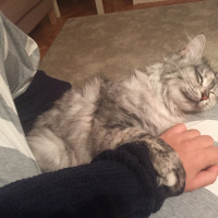Chinchilla, Kedi  Mia fotoğrafı