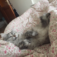 Chinchilla, Kedi  Mia fotoğrafı