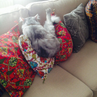Chinchilla, Kedi  Mia fotoğrafı