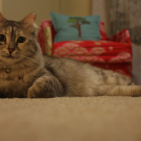 Chinchilla, Kedi  Mia fotoğrafı