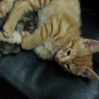 Tekir Kedi, Kedi  Minnoşlar fotoğrafı