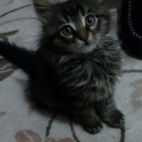 Tekir Kedi, Kedi  Minnoşlar fotoğrafı