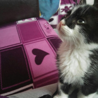 Tekir Kedi, Kedi  Pofuduk  fotoğrafı