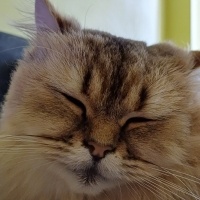 British Longhair, Kedi  Venüs fotoğrafı