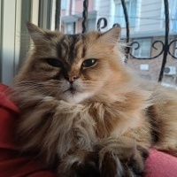British Longhair, Kedi  Venüs fotoğrafı