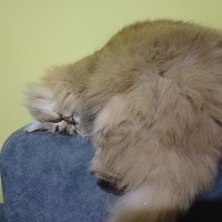 British Longhair, Kedi  Venüs fotoğrafı