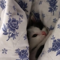 Tekir Kedi, Kedi  Gumball fotoğrafı