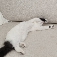 Tekir Kedi, Kedi  Gumball fotoğrafı