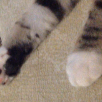 Tekir Kedi, Kedi  Paşa fotoğrafı