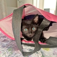 Tekir Kedi, Kedi  KARAM fotoğrafı