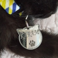 Tekir Kedi, Kedi  KARAM fotoğrafı
