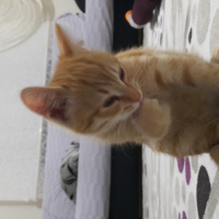 Tekir Kedi, Kedi  Karamel fotoğrafı