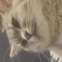 British Shorthair, Kedi  Alex fotoğrafı