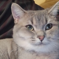 British Shorthair, Kedi  Alex fotoğrafı