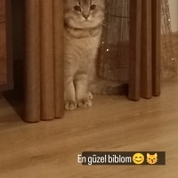 British Shorthair, Kedi  Alex fotoğrafı