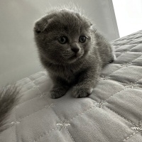 British Shorthair, Kedi  Simba fotoğrafı