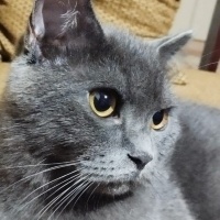 British Shorthair, Kedi  Duman fotoğrafı
