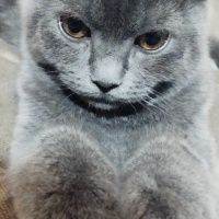 British Shorthair, Kedi  Duman fotoğrafı