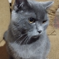British Shorthair, Kedi  Duman fotoğrafı