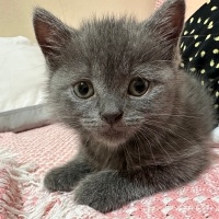Scottish Fold, Kedi  Mia fotoğrafı