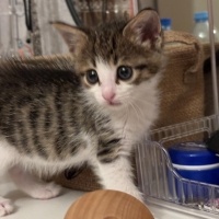 Tekir Kedi, Kedi  Maya fotoğrafı
