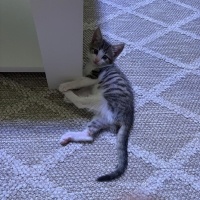 Tekir Kedi, Kedi  Maya fotoğrafı