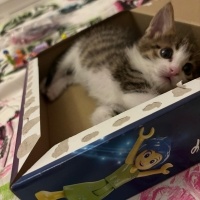 Tekir Kedi, Kedi  Maya fotoğrafı