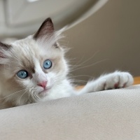 Ragdoll, Kedi  Aykız fotoğrafı