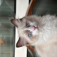 Ragdoll, Kedi  Aykız fotoğrafı