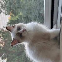 Ragdoll, Kedi  Aykız fotoğrafı