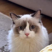 Ragdoll, Kedi  Aykız fotoğrafı
