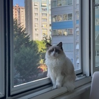 Ragdoll, Kedi  Aykız fotoğrafı