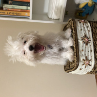 Maltese, Köpek  Maya fotoğrafı