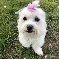 Maltese, Köpek  Maya fotoğrafı