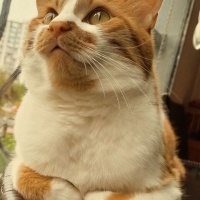 Norwegian Forest, Kedi  Kaju fotoğrafı