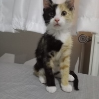 Norwegian Forest, Kedi  Kaju fotoğrafı