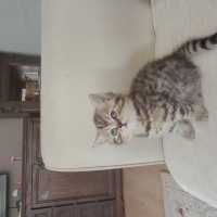 Brazilian Shorthair, Kedi  Harika serece li biritish fotoğrafı