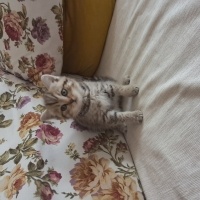 Brazilian Shorthair, Kedi  Harika serece li biritish fotoğrafı
